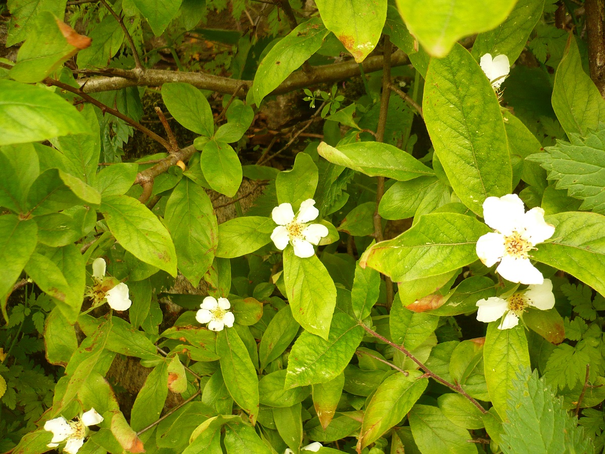Crataegus germanica (Rosaceae)